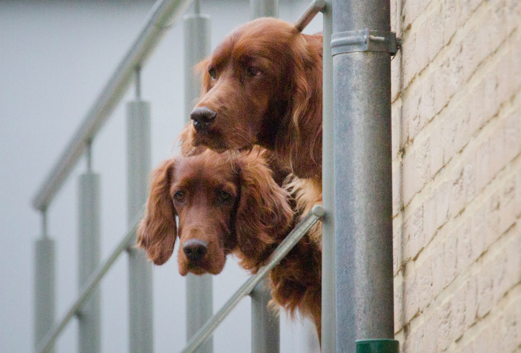 Irish setter